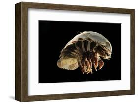 Giant Deepsea Isopod (Bathynomus Giganteus) Specimen From The South Atlantic Ocean-Solvin Zankl-Framed Photographic Print