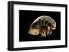 Giant Deepsea Isopod (Bathynomus Giganteus) Specimen From The South Atlantic Ocean-Solvin Zankl-Framed Photographic Print