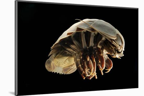 Giant Deepsea Isopod (Bathynomus Giganteus) Specimen From The South Atlantic Ocean-Solvin Zankl-Mounted Photographic Print