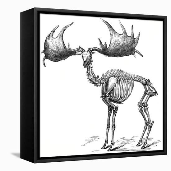 Giant Deer, 19th Century Artwork-Science Photo Library-Framed Stretched Canvas