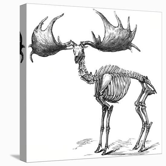 Giant Deer, 19th Century Artwork-Science Photo Library-Stretched Canvas