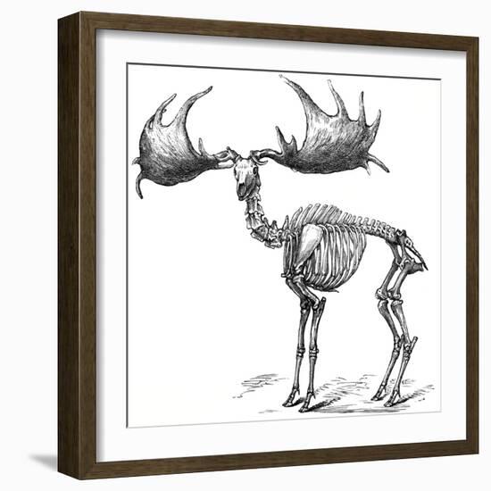 Giant Deer, 19th Century Artwork-Science Photo Library-Framed Photographic Print