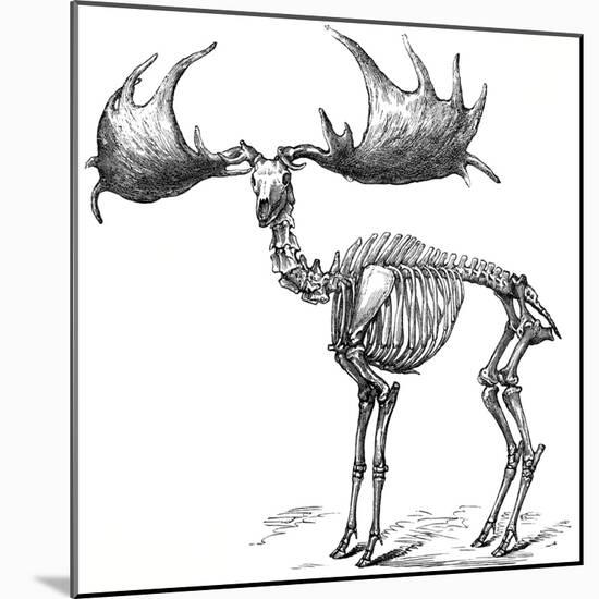 Giant Deer, 19th Century Artwork-Science Photo Library-Mounted Photographic Print