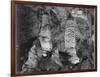 Giant Domes Carlsbad Caverns National Park New Mexico 1933-1942-Ansel Adams-Framed Art Print