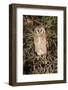Giant Eagle Owl Sitting in A Kalahari Tree Sleeping during Day-Alta Oosthuizen-Framed Photographic Print