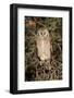 Giant Eagle Owl Sitting in A Kalahari Tree Sleeping during Day-Alta Oosthuizen-Framed Photographic Print