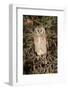 Giant Eagle Owl Sitting in A Kalahari Tree Sleeping during Day-Alta Oosthuizen-Framed Photographic Print