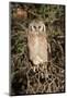 Giant Eagle Owl Sitting in A Kalahari Tree Sleeping during Day-Alta Oosthuizen-Mounted Photographic Print