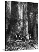 Giant Eucalyptus, Australia, 1886-Taylor-Stretched Canvas