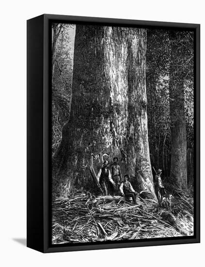 Giant Eucalyptus, Australia, 1886-Taylor-Framed Stretched Canvas