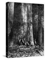 Giant Eucalyptus, Australia, 1886-Taylor-Stretched Canvas