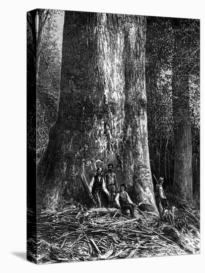 Giant Eucalyptus, Australia, 1886-Taylor-Stretched Canvas