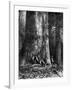 Giant Eucalyptus, Australia, 1886-Taylor-Framed Giclee Print