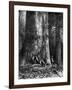 Giant Eucalyptus, Australia, 1886-Taylor-Framed Giclee Print