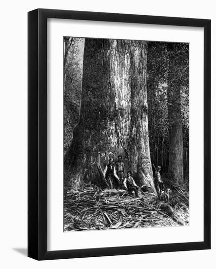 Giant Eucalyptus, Australia, 1886-Taylor-Framed Giclee Print