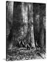 Giant Eucalyptus, Australia, 1886-Taylor-Stretched Canvas