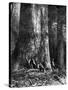 Giant Eucalyptus, Australia, 1886-Taylor-Stretched Canvas