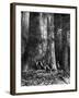 Giant Eucalyptus, Australia, 1886-Taylor-Framed Giclee Print