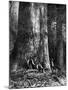 Giant Eucalyptus, Australia, 1886-Taylor-Mounted Giclee Print