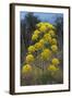 Giant Fennel (Ferula Communis) Flower, Kaplica, Northern Cyprus, April 2009-Lilja-Framed Photographic Print