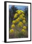 Giant Fennel (Ferula Communis) Flower, Kaplica, Northern Cyprus, April 2009-Lilja-Framed Photographic Print