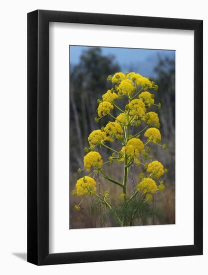 Giant Fennel (Ferula Communis) Flower, Kaplica, Northern Cyprus, April 2009-Lilja-Framed Photographic Print