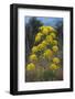 Giant Fennel (Ferula Communis) Flower, Kaplica, Northern Cyprus, April 2009-Lilja-Framed Photographic Print