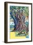 Giant Fig Tree at Anna Maria Bay, Nuku Hiva, Marquesas Islands, 1901-null-Framed Giclee Print