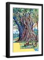 Giant Fig Tree at Anna Maria Bay, Nuku Hiva, Marquesas Islands, 1901-null-Framed Giclee Print