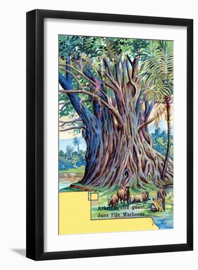 Giant Fig Tree at Anna Maria Bay, Nuku Hiva, Marquesas Islands, 1901-null-Framed Giclee Print