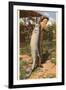 Giant Fish Caught at Corpus Christi, Texas-null-Framed Art Print