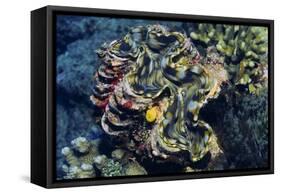 Giant Fluted Clam-Hal Beral-Framed Stretched Canvas