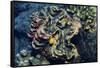 Giant Fluted Clam-Hal Beral-Framed Stretched Canvas