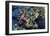 Giant Fluted Clam-Hal Beral-Framed Photographic Print