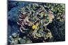 Giant Fluted Clam-Hal Beral-Mounted Photographic Print