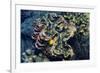 Giant Fluted Clam-Hal Beral-Framed Photographic Print