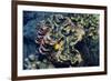 Giant Fluted Clam-Hal Beral-Framed Photographic Print