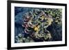 Giant Fluted Clam-Hal Beral-Framed Photographic Print