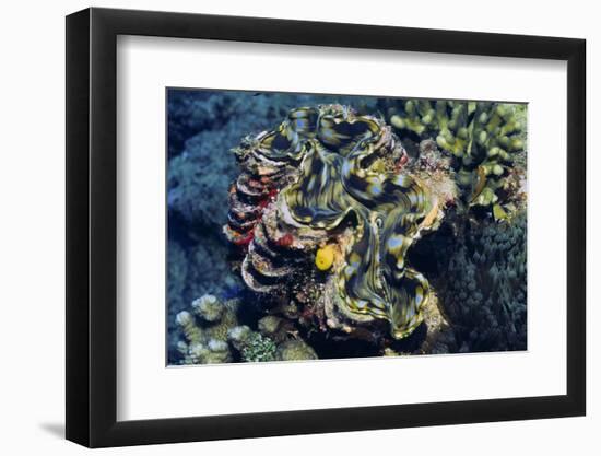 Giant Fluted Clam-Hal Beral-Framed Photographic Print