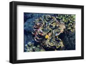 Giant Fluted Clam-Hal Beral-Framed Photographic Print