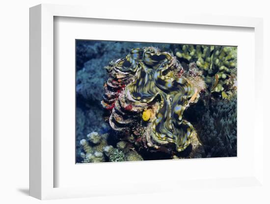 Giant Fluted Clam-Hal Beral-Framed Photographic Print