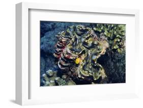 Giant Fluted Clam-Hal Beral-Framed Photographic Print