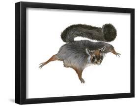 Giant Flying Squirrel (Petaurista), Mammals-Encyclopaedia Britannica-Framed Poster