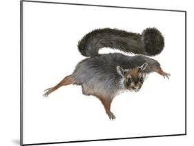 Giant Flying Squirrel (Petaurista), Mammals-Encyclopaedia Britannica-Mounted Poster