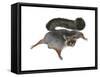 Giant Flying Squirrel (Petaurista), Mammals-Encyclopaedia Britannica-Framed Stretched Canvas