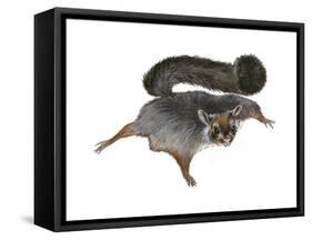 Giant Flying Squirrel (Petaurista), Mammals-Encyclopaedia Britannica-Framed Stretched Canvas