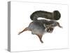 Giant Flying Squirrel (Petaurista), Mammals-Encyclopaedia Britannica-Stretched Canvas