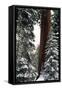 Giant Forest, Giant Sequoia Trees in Snow, Sequoia National Park, California, USA-Inger Hogstrom-Framed Stretched Canvas