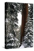 Giant Forest, Giant Sequoia Trees in Snow, Sequoia National Park, California, USA-Inger Hogstrom-Stretched Canvas