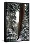 Giant Forest, Giant Sequoia Trees in Snow, Sequoia National Park, California, USA-Inger Hogstrom-Framed Stretched Canvas